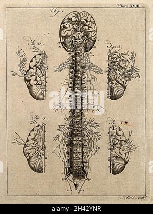 Système nerveux: Cinq figures, montrant les nerfs, le cerveau et la colonne vertébrale.Gravure de lignes par A. Bell après Eustachius, 1771/1783. Banque D'Images