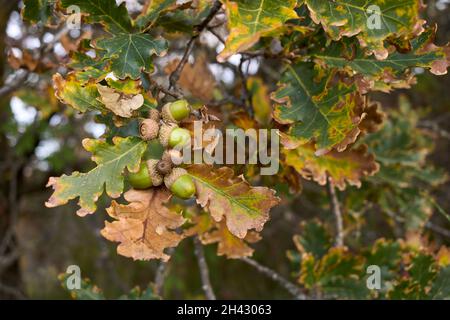 Arbre de Quercus robur gros plan Banque D'Images
