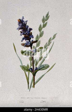 Une fleur de bugle (Ajuga reptans) et de l'herbe de fétuque (Festuca elatior).Chromolithographe, c.1877, après F. E. Hulme. Banque D'Images