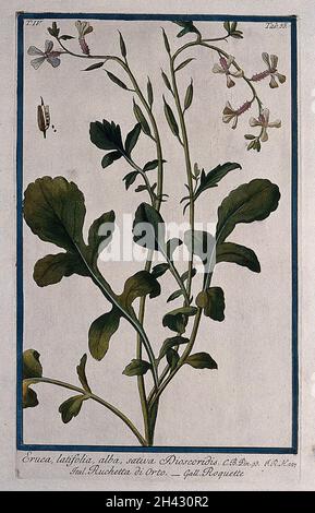 Fusée de jardin (Eruca vesicaria (L.)CAV. Subsp. Sativa (Miller) Thell.): Tige de floraison et de fructification avec fruits et graines séparés.Gravure colorée par M. Bouchard, 177-. Banque D'Images