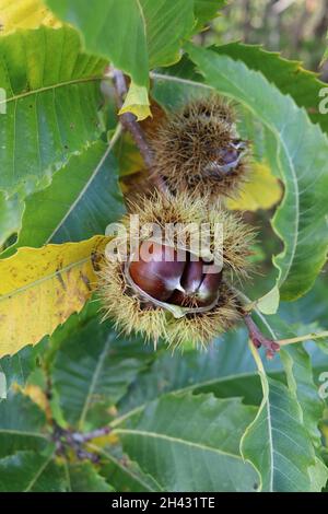 Châtaignes en automne, fruits typiques des Apennines italiennes, saison d'automne Banque D'Images