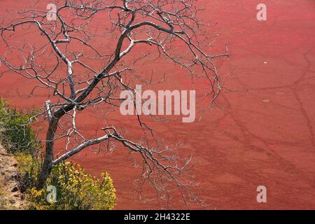 Arbre sans feuilles contre l'étang rouge, fort de Ranthambore, Rajasthan, Inde Banque D'Images