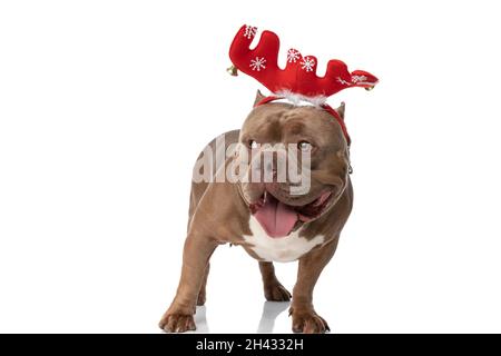 chiot américain doux bouclé portant un bandeau de noël, collant la langue et la panse, regardant sur le côté et se tenant isolé sur fond blanc en s. Banque D'Images