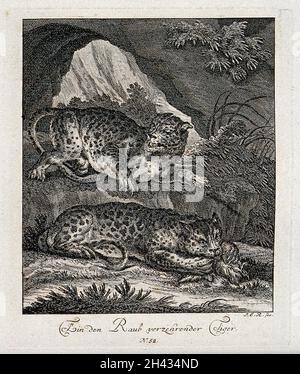 Deux tigres dans un paysage montagneux, l'un dévore sa proie tandis que l'autre repose sur une roche.Gravure par J. E. Ridinger. Banque D'Images