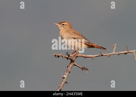 Un robin mâle à queue roufeuse (Cercotrichas galactotes) de la race orientale syriacus perchée au sommet d'une brousse en Grèce Banque D'Images