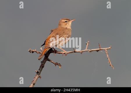 Un robin mâle à queue roufeuse (Cercotrichas galactotes) de la race orientale syriacus perchée au sommet d'une brousse en Grèce Banque D'Images
