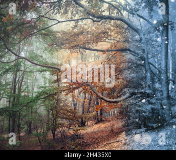 Forêt mystique brumeuse.Arbres dans les bois d'hiver dans un brouillard. Banque D'Images
