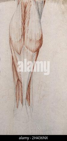 Muscles et tendons de la jambe et du pied inférieurs, vus de l'arrière.Dessin à la craie rouge et au crayon par ou associé à A. Durelli, ca.1837. Banque D'Images