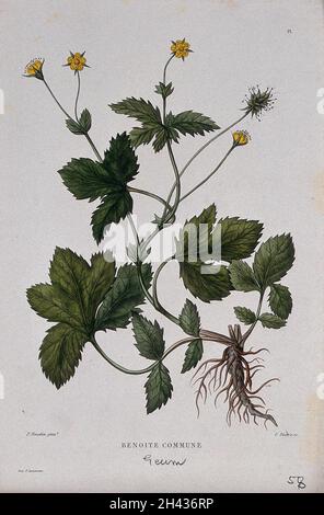 Avens de bois (Geum urbanum) : plante entière à fleurs et à fructifier.Gravure colorée par C. Pierre, c.1865, après P. Naudin. Banque D'Images