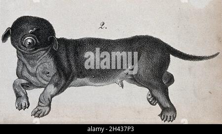 Chien présentant des malformations congénitales.Lithographie. Banque D'Images