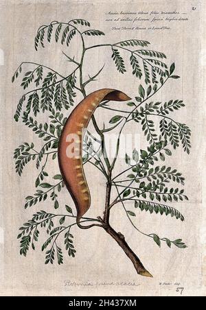 Faux acacia ou criquet noir (Robinia pseudoacacia L.): branche avec grande gousse.Gravure colorée par H. Fletcher, c.1730, après J. van Huysum. Banque D'Images