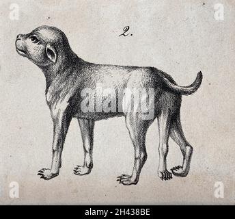 Un chien avec des anomalies congénitales (cinq jambes).Lithographie. Banque D'Images