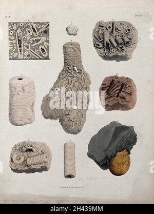 Une variété de madrapores et de fossiles.Gravure colorée par S. Springsguth. Banque D'Images