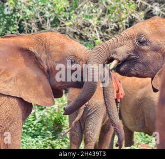 Gros plan de bébés éléphants (Loxodonta africana) touchant des troncs dans un étalage d'affection à l'orphelinat des éléphants dans le parc national de Nairobi, Kenya. Banque D'Images