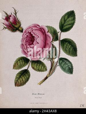 Rose de mousse (Rosa centifolia 'Muscosa'): Tige de floraison.Zincographe coloré, c.1853, après M. Burnett. Banque D'Images