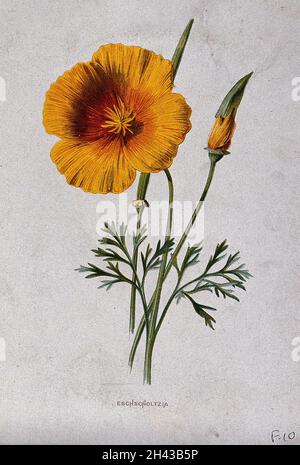 Un coquelicot de Californie (Eschscholzia californica) : tiges et gousses à fleurs.Chromolithographe, c.1879, après F. Hulme. Banque D'Images