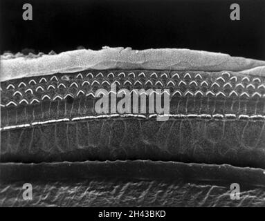 SEM surface supérieure de l'organe de Corti, G cog Banque D'Images