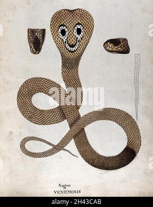 Serpent toxique, cobra indienne : l'illustration montre un marquage « pectacule » sur la cagoule du serpent et comprend deux détails de la tête et un dessin de la queue.Aquarelle, env.1795. Banque D'Images