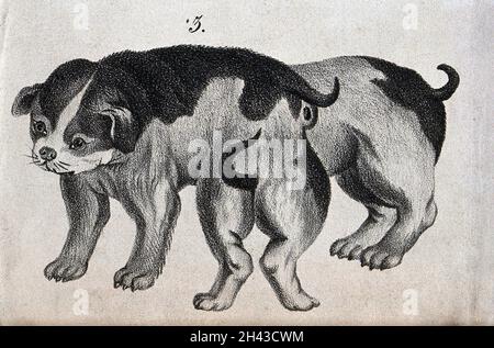 Chien présentant des malformations congénitales.Lithographie. Banque D'Images