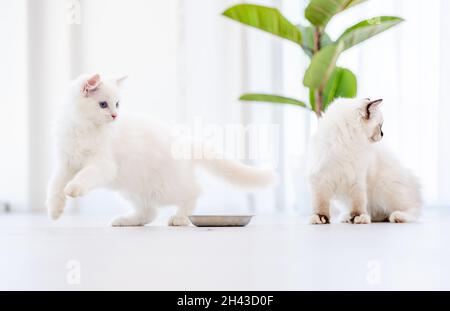 Ragdoll chats dans une pièce lumineuse Banque D'Images