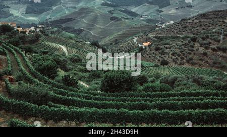 Vue sur les vignobles de la vallée du Douro, Porto, Portugal. Banque D'Images