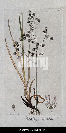 Herbe qui s'écaille (milieu de Briza) : tige de floraison, feuilles et segments floraux.Gravure colorée d'après J. Sowerby, 1796. Banque D'Images