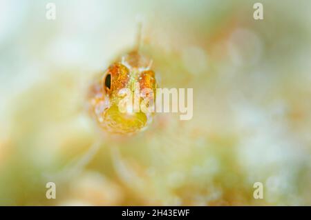 Portrait d'un blenny jaune à face noire (Tripterygion delaisi) dans le Parc naturel de ses Salines (Formentera, Iles Baléares, Mer méditerranée, Espagne) Banque D'Images