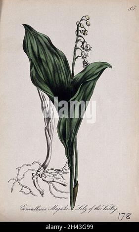 Lily-de-la-vallée (Convallaria majalis): Tige de floraison avec des feuilles et des racines séparées.Lithographie partiellement colorée par F. Waller, c.1863, après C. Gower. Banque D'Images