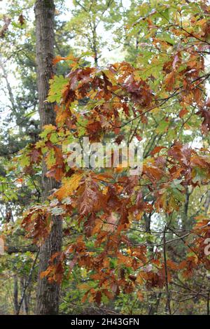 Les feuilles de chêne blanc se transforment en brun en automne Banque D'Images