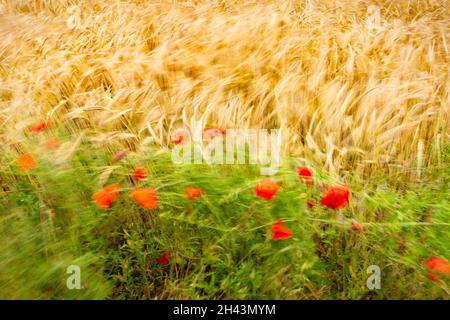 Les coquelicots rouges et le maïs se balancent dans la brise Banque D'Images