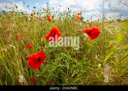 Les coquelicots rouges balancent doucement dans la brise parmi la croissance herbacée verte Banque D'Images