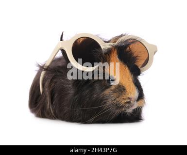 Cochon d'inde mignon avec lunettes de soleil sur fond blanc Banque D'Images