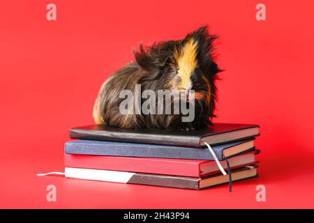 Cochon d'inde mignon avec des livres sur fond rouge Banque D'Images