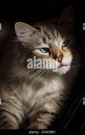 Un chat Ragdoll de deux ans se détend dans son lit, le 3 juin 2021, à Coden, Alabama.Ragdoll chats est originaire de Californie dans les années 1960. Banque D'Images