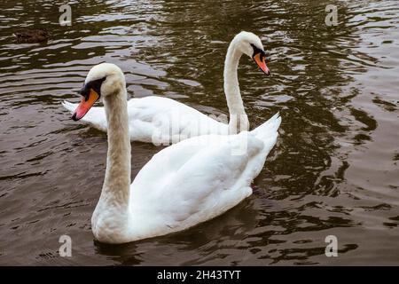 Une paire de cygnes muets flottant dans une rivière. Banque D'Images