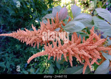 L'amarante d'or.Panicules avec graines d'une plante utile. Banque D'Images