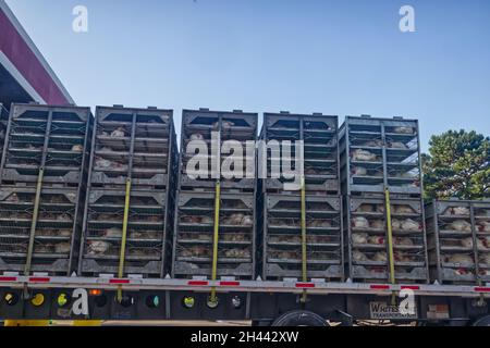 Augusta, GA, États-Unis - 07 16 21 : poulets vivants dans des cages sur une semi-remorque à plateau Banque D'Images