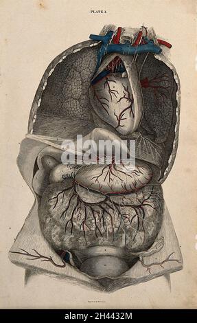 Thorax et abdomen : dissection, avec vaisseaux sanguins et nerfs indiqués en rouge et bleu.Gravure de lignes de couleur par W.H.Lizars, 1822/1826. Banque D'Images