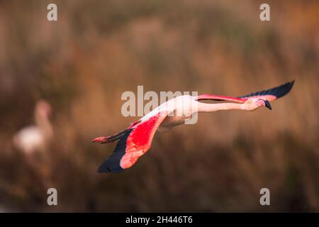 Un plus grand flamant en vol parmi les couleurs automnales dans la Camargue , France Banque D'Images