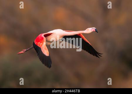 Un plus grand flamant en vol parmi les couleurs automnales dans la Camargue , France Banque D'Images