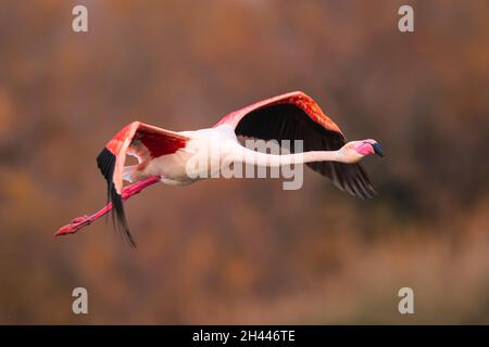 Un plus grand flamant en vol parmi les couleurs automnales dans la Camargue , France Banque D'Images