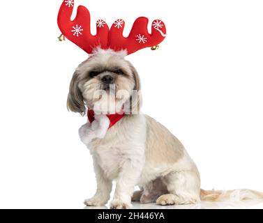 petit chien shih tzu portant des cornes de renne rouges et une écharpe sur fond blanc de studio Banque D'Images