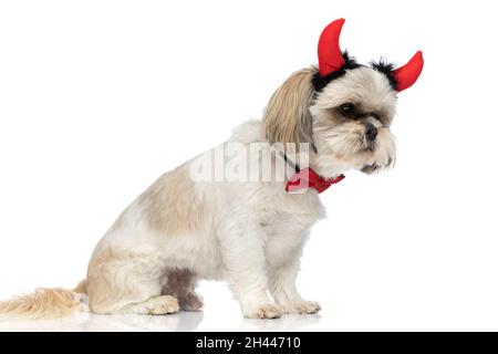 vue latérale d'un petit chien shih tzu portant des cornes de diable, un noeud papillon rouge et assis sur fond blanc Banque D'Images