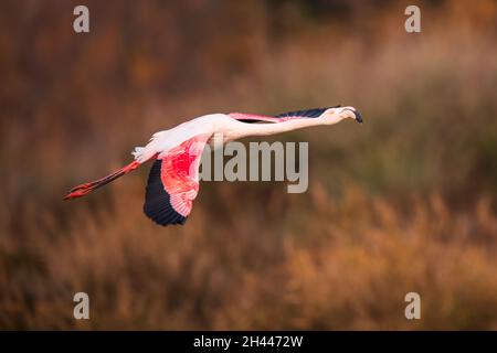 Un plus grand flamant en vol parmi les couleurs automnales dans la Camargue , France Banque D'Images