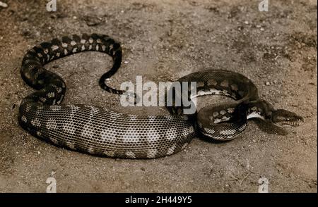 Serpent australien : un python de diamant (retombées Python).Photographie, 1900/1920. Banque D'Images