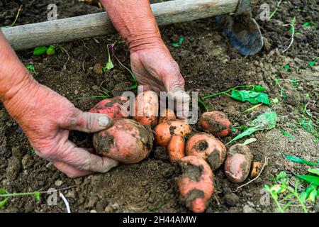 Grand-mère cueillant des pommes de terre du jardin Banque D'Images