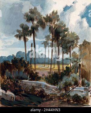 Palmiers Palmyra (Borassus flabellifer) près de Madras, en Inde.Aquarelle de H. Schlagintweit, 1855. Banque D'Images