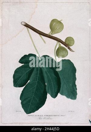 Fig. (Ficus carica L.): Fruits et feuilles.Couleur et couleur aquatinte par G. Pera, c.1825, après P. Tofani. Banque D'Images