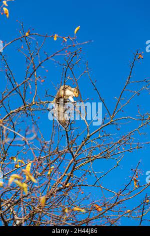 Écureuil mangeant des baies d'un arbre pendant la saison d'automne le long du front de mer Steveston en Colombie-Britannique au Canada Banque D'Images