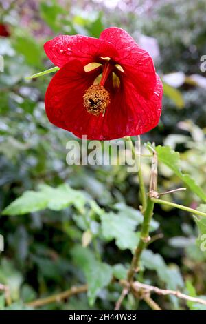 Abutilon ‘Nabob’ lanterne chinoise Nabob - rouge foncé grandes fleurs en forme de cloche avec nervures rouges, feuilles ressemblant à de l’érable, octobre, Angleterre, Royaume-Uni Banque D'Images